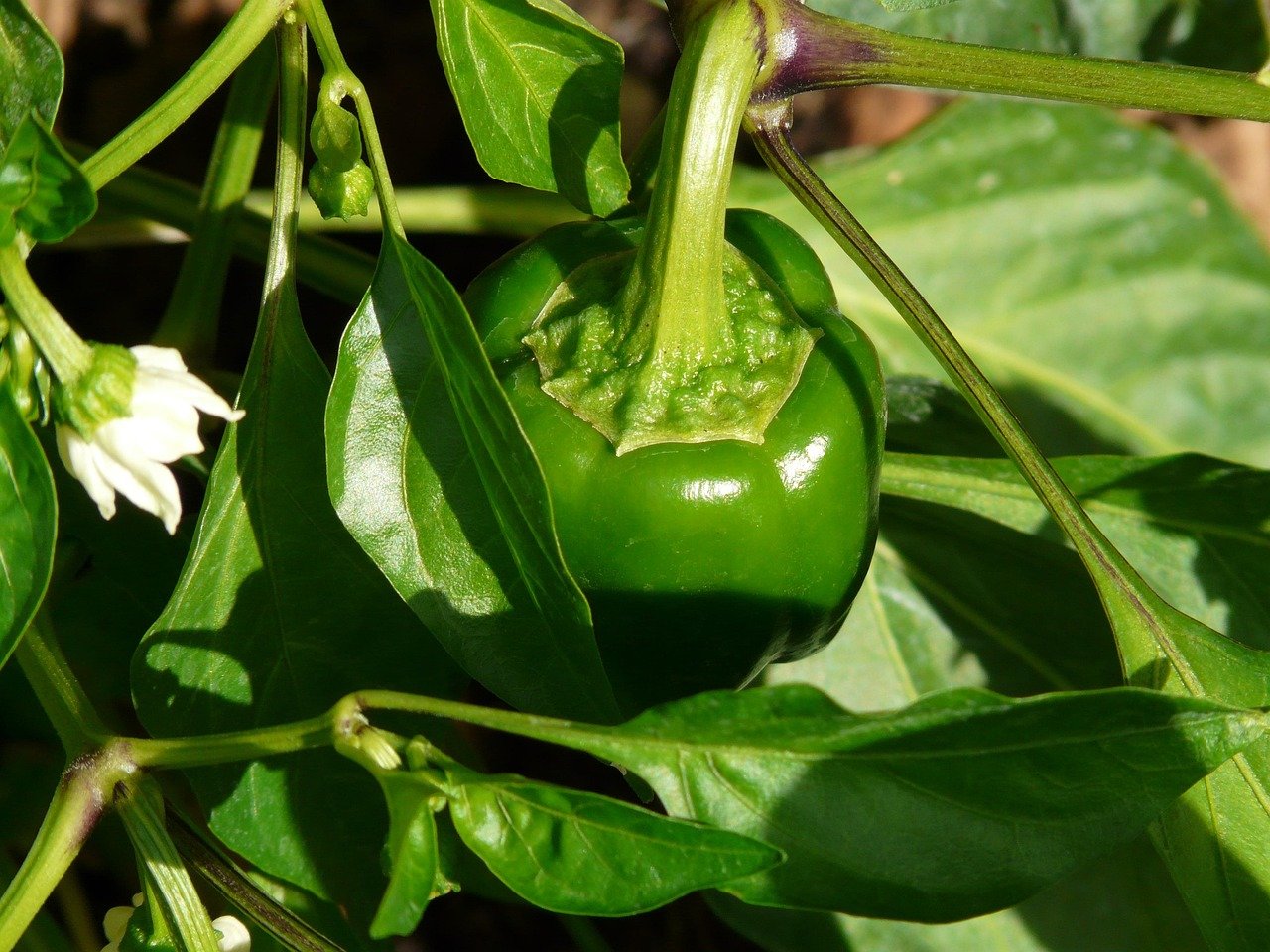 cultivo de pimiento california