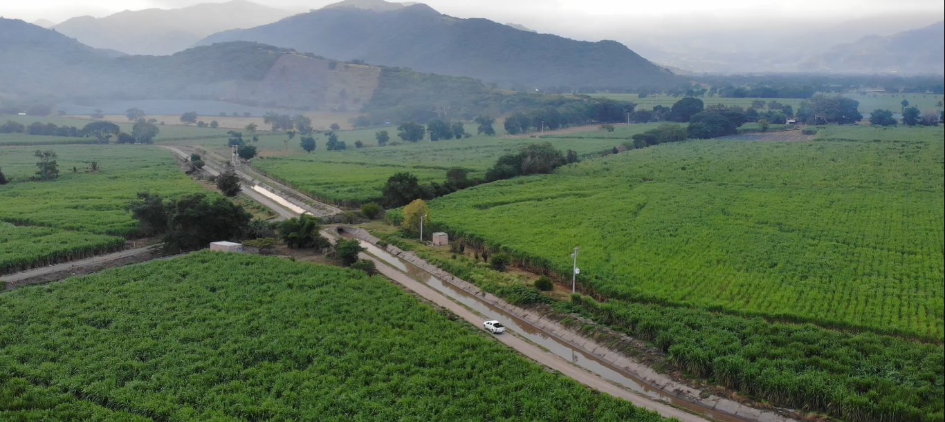 Toma aérea de cultivos de caña de azúcar&nbsp;