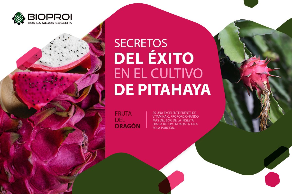 Cultivo de pitahayas la fruta del dragón 