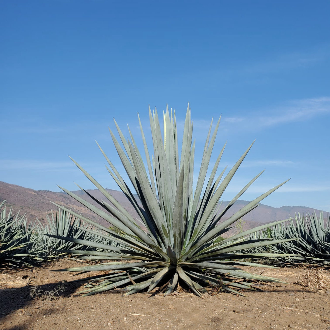 Agave de calidad de 3 años nutrido con productos de bioproi