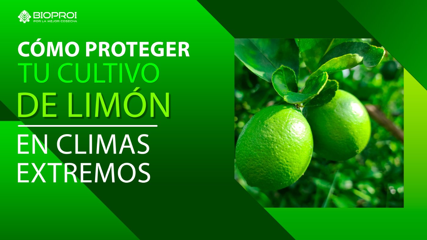 LIMÓN EN DESARROLLO