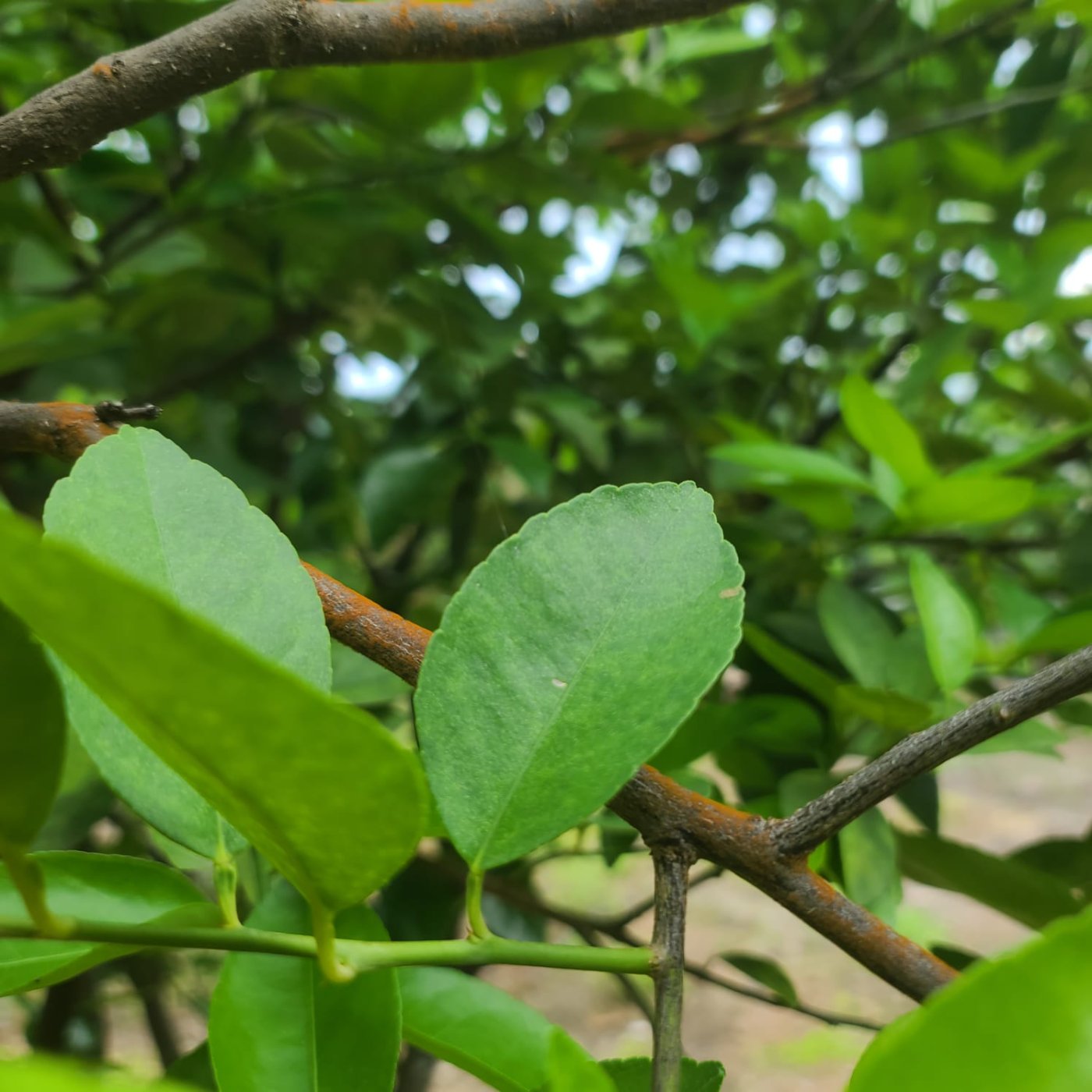 Árbol de limón con enfermedad&nbsp;