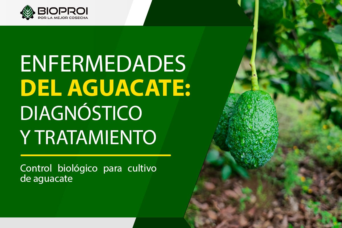 CULTIVO DE AGUACATE 