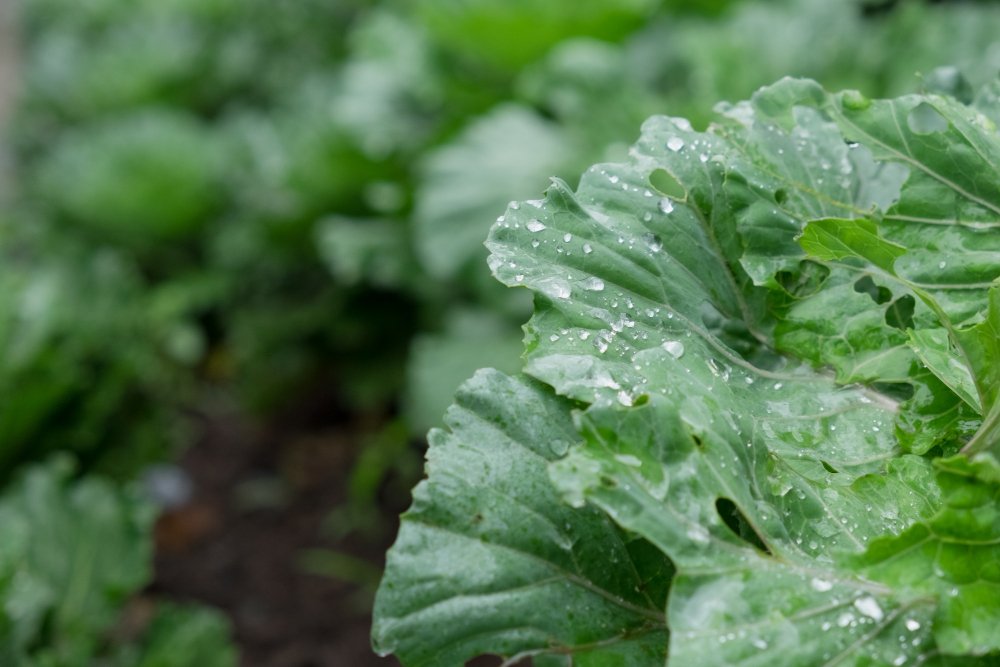 Hoja verde con gotas de agua&nbsp; encima&nbsp;