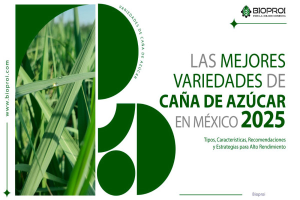 Caña de azúcar, Alto rendimiento, Variedades de caña, mejores variedades 