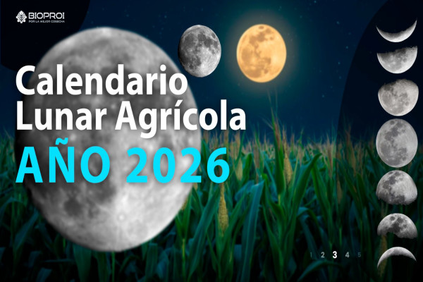 luna llena en predio de maíz