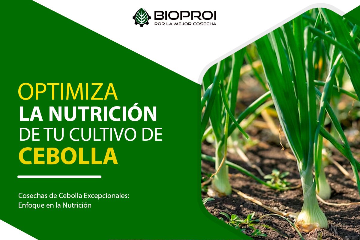 Cultivo de cebolla en desarrollo 