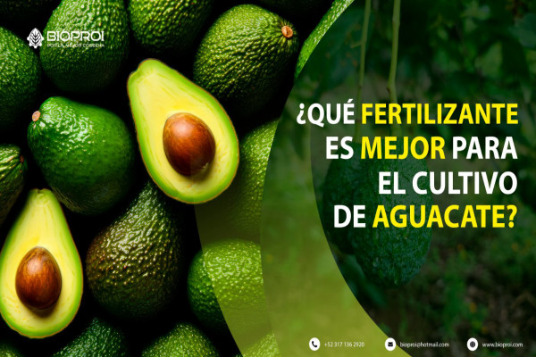 Cosecha de aguacate 