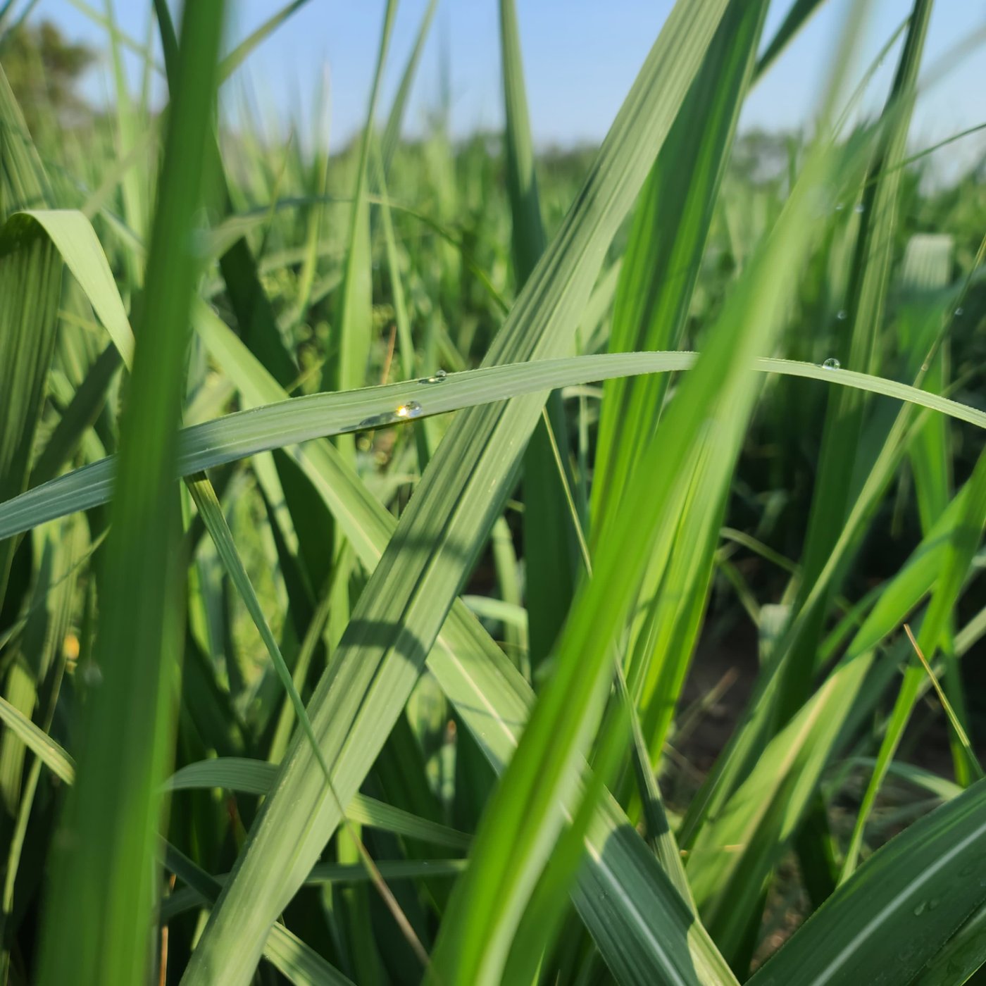 Cultivo de caña de azúcar sano y fuerte&nbsp;