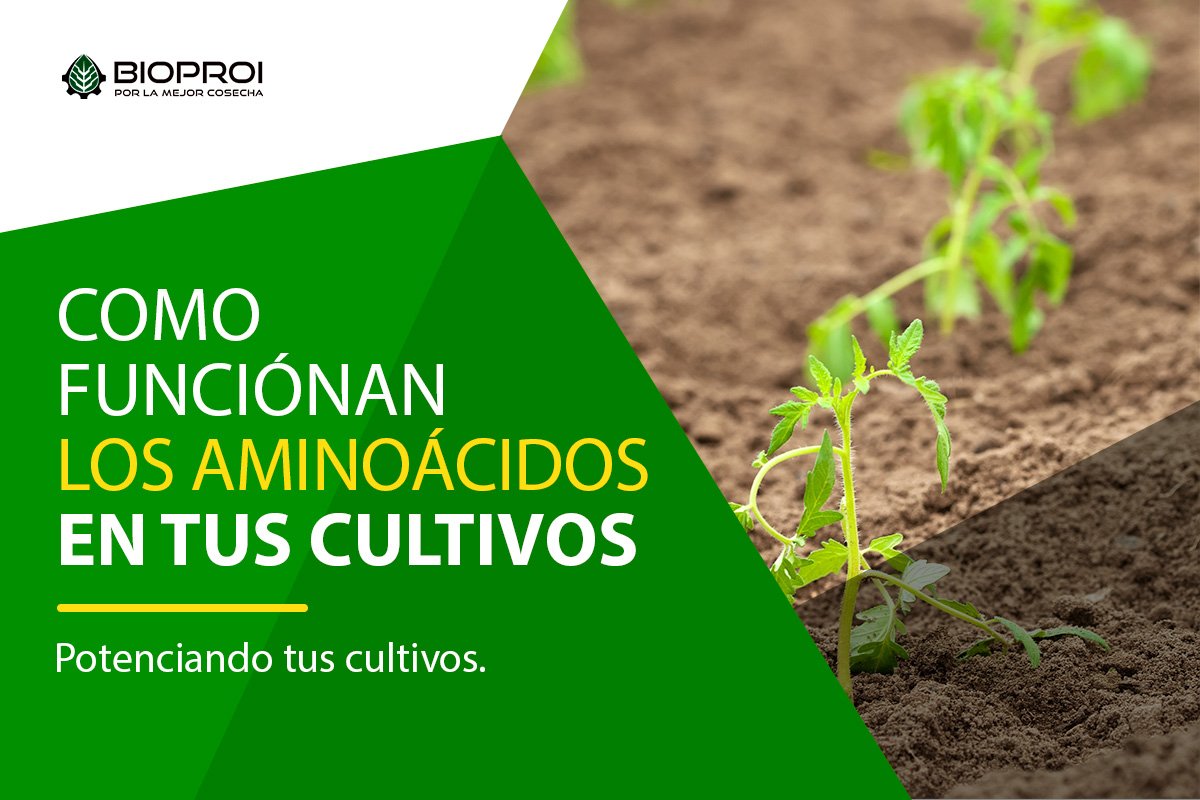 Planta en crecimiento 