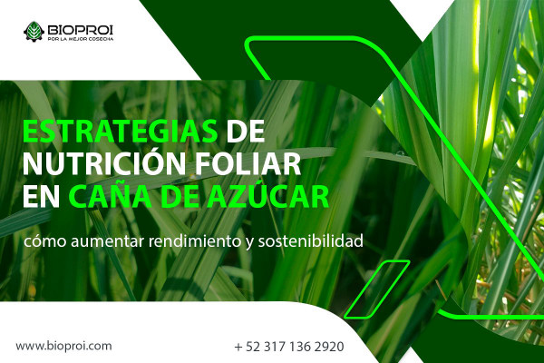 cultivo de caña de azúcar sano y verde en etapa de desarrollo
