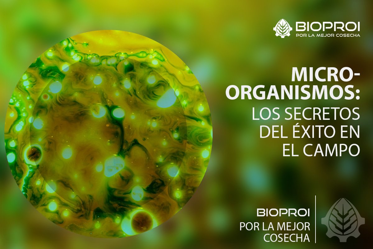 Microorganismos 