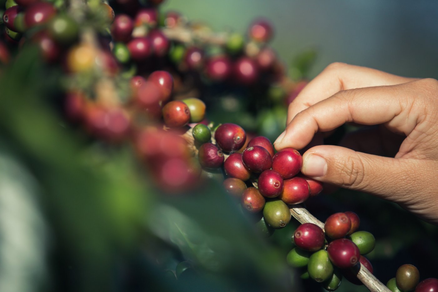 granos de cafe cosechados