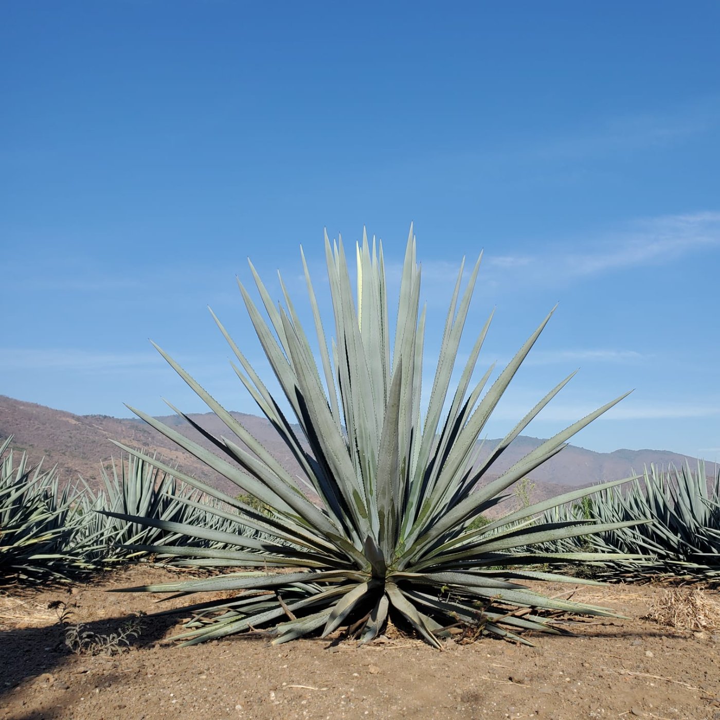 Planta de agave con dos años de edad