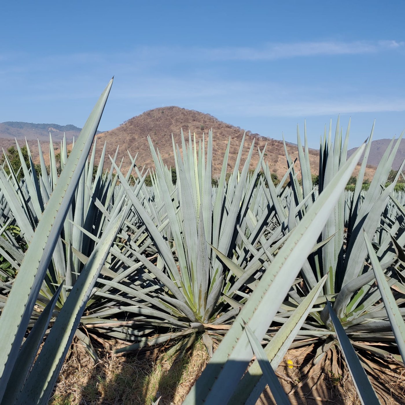 Predio de agave azul&nbsp;