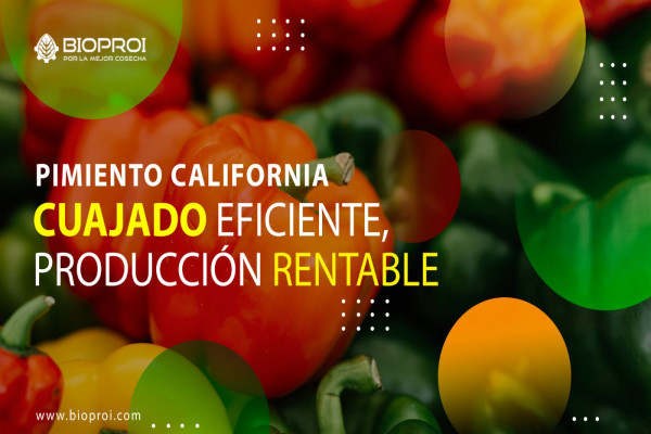 PIMIENTO CALIFORNIA 