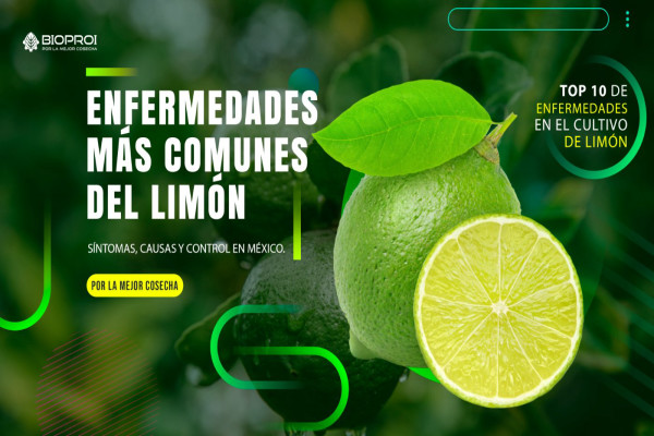 Cultivo de limón, verde y sano 