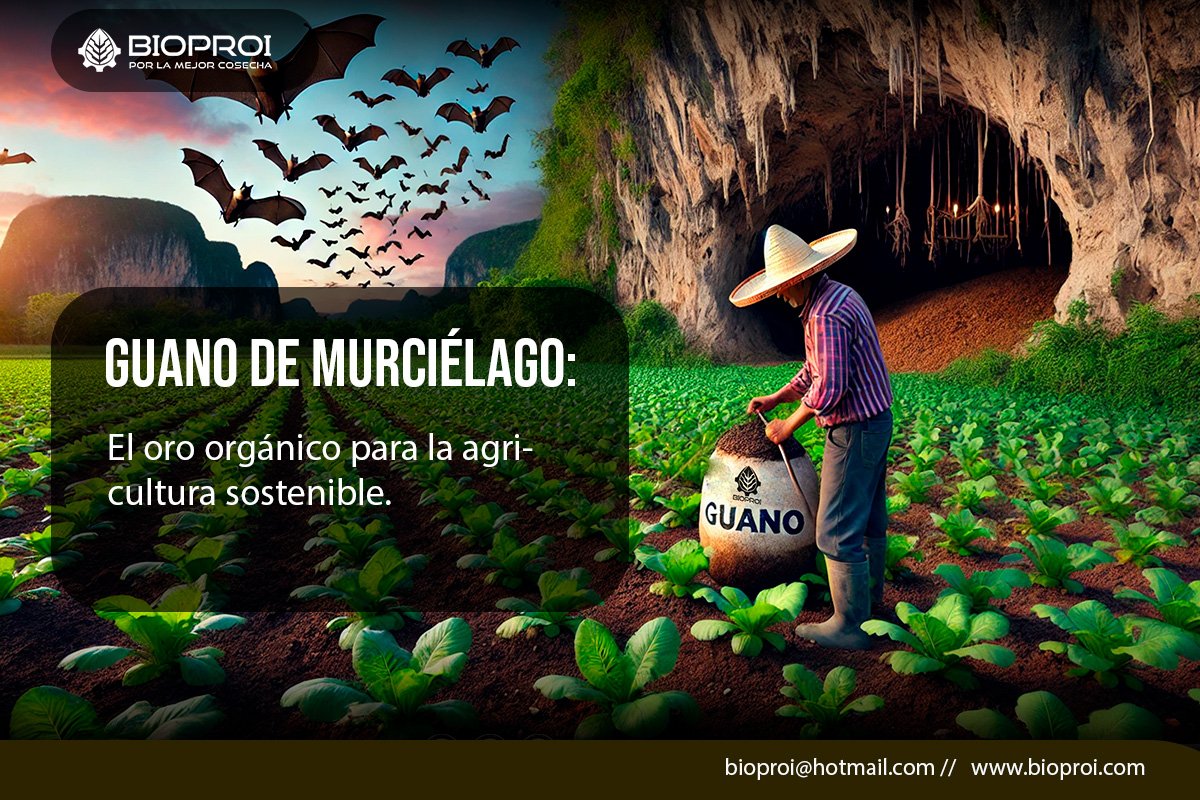 campesino fertilizante con guano de murciélago 