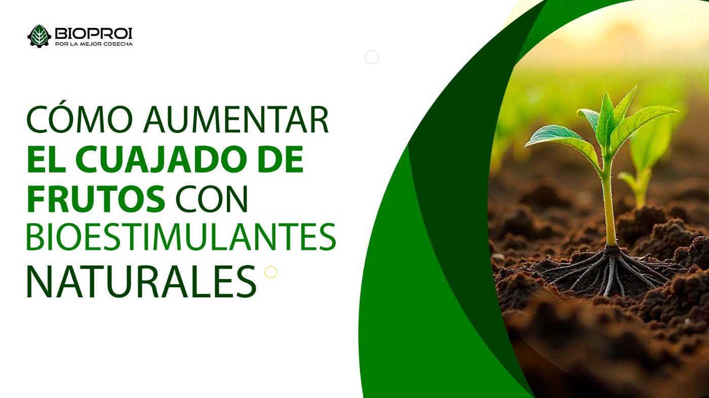 Planta en desarrollo 