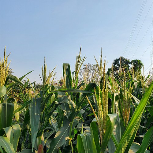 predio de maíz en etapa de floración