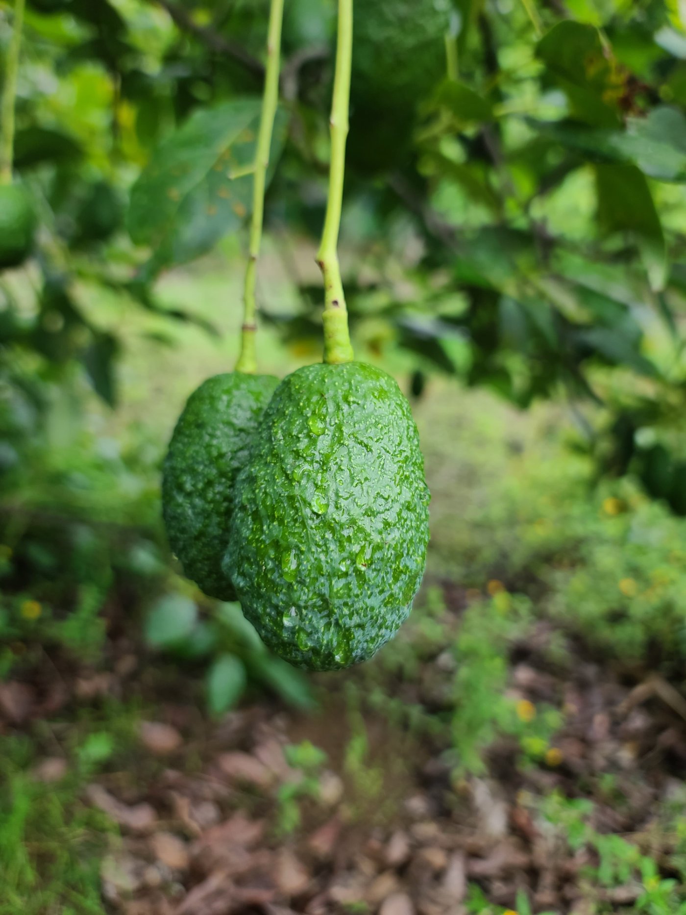 cultivo de aguacate en desarrollo de fructificación 
