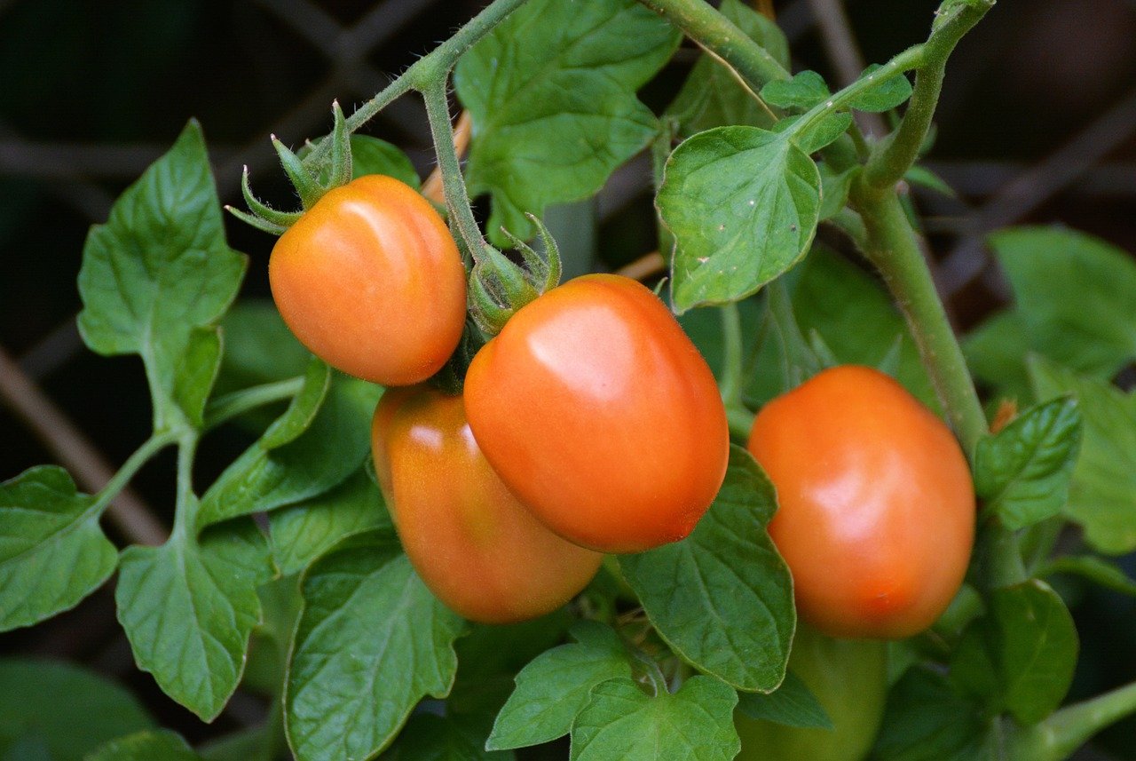 Cultivo de jitomate a punto de madurar para ser cosechado&nbsp;