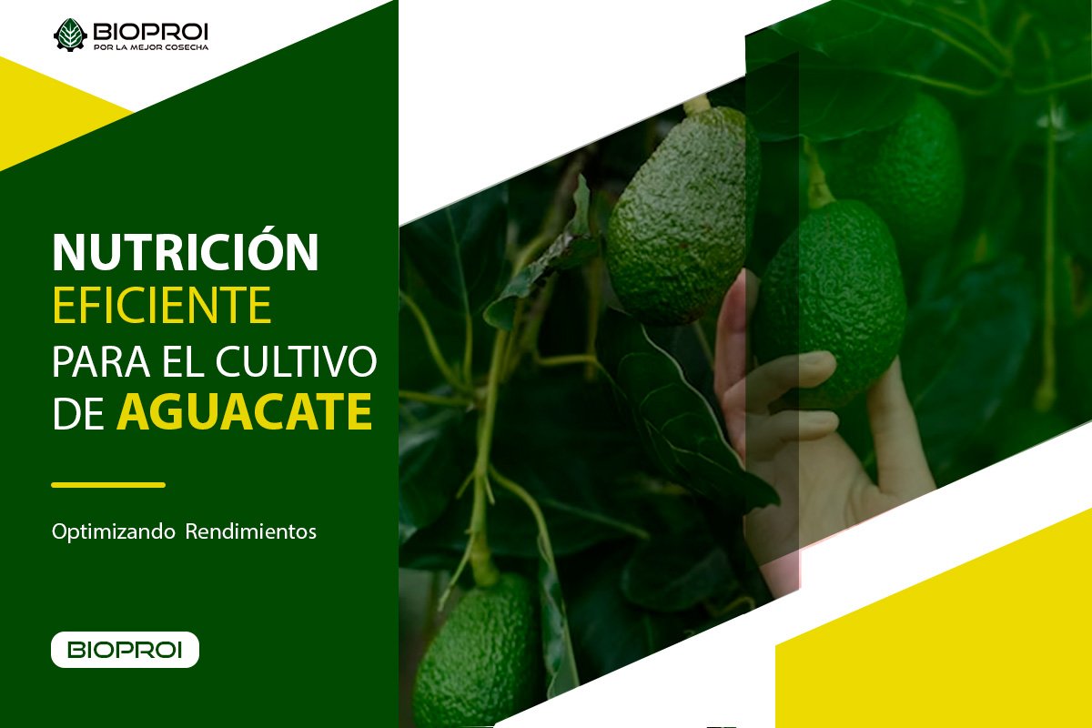 Cultivo de aguacate