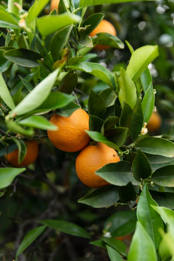 Naranjas listas para cosecha