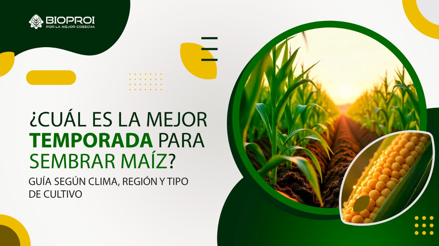 Cultivo de maíz en predio con día soleado