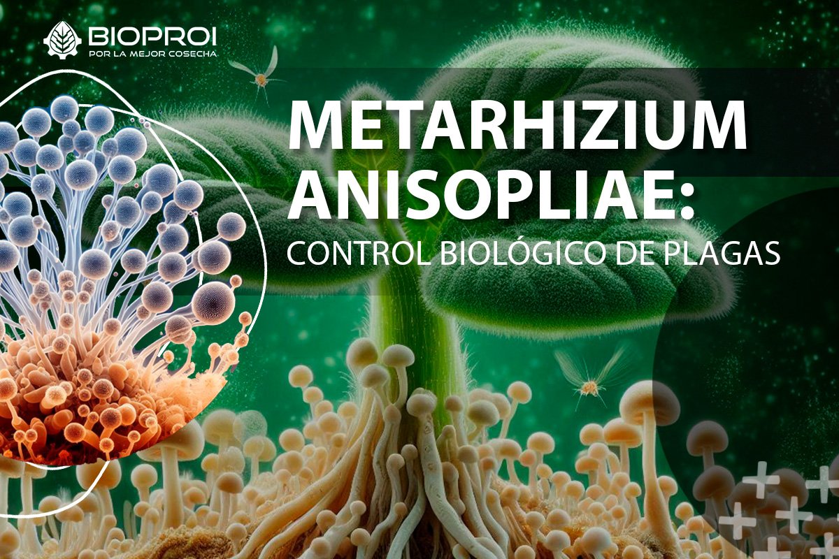 Metarhizium anisopliae: control biológico de plagas