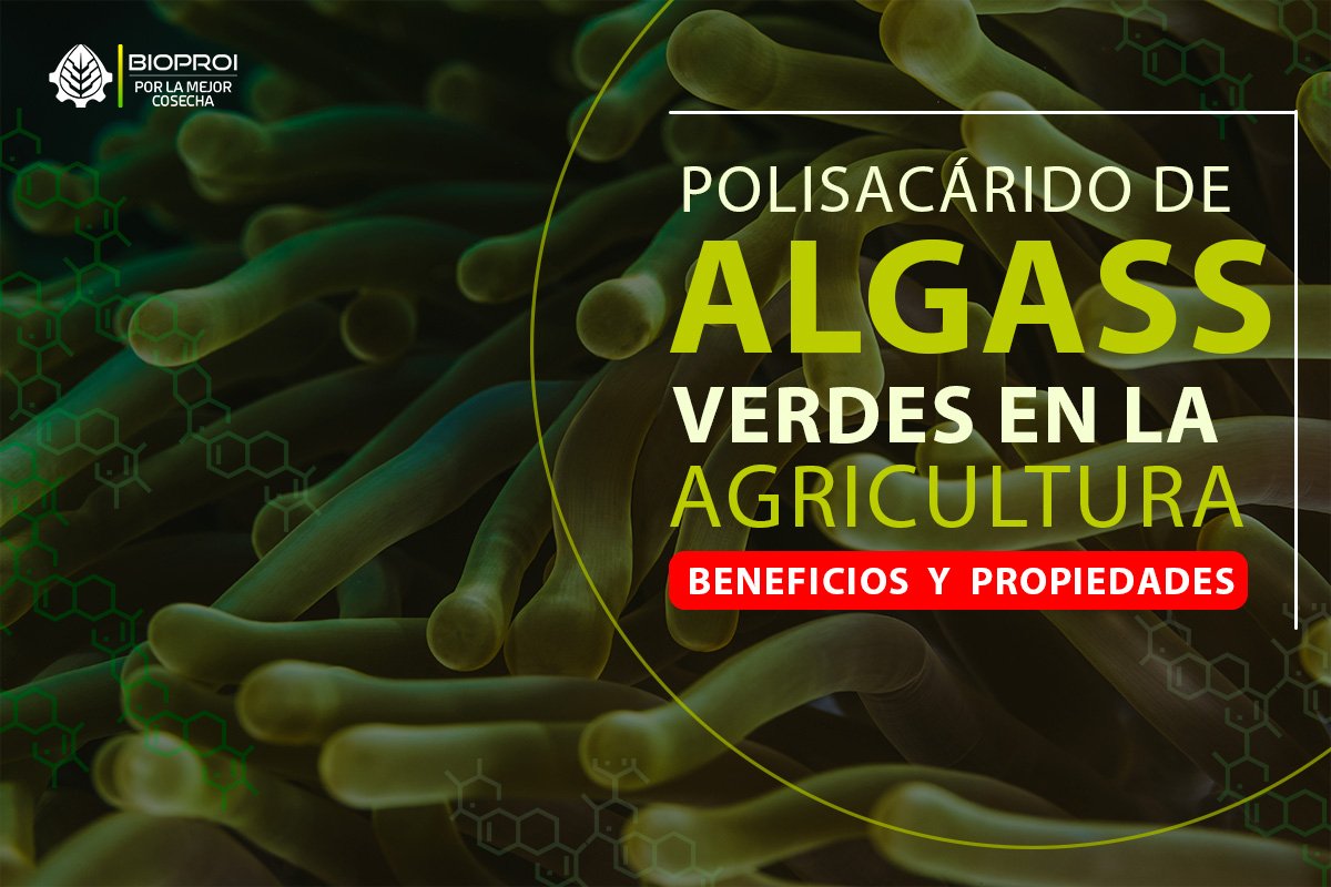 Algas verdes 