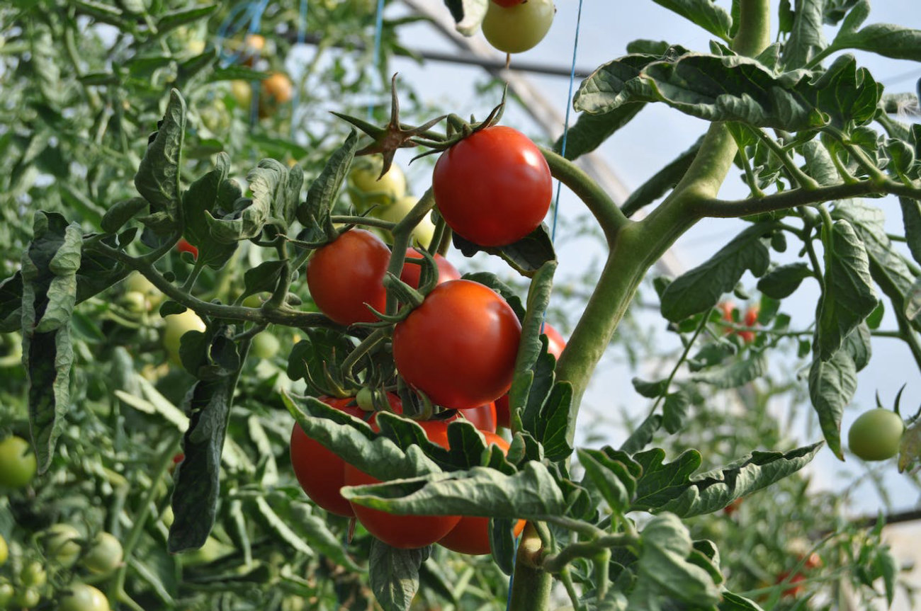 Tomates rojos con buen rendimiento