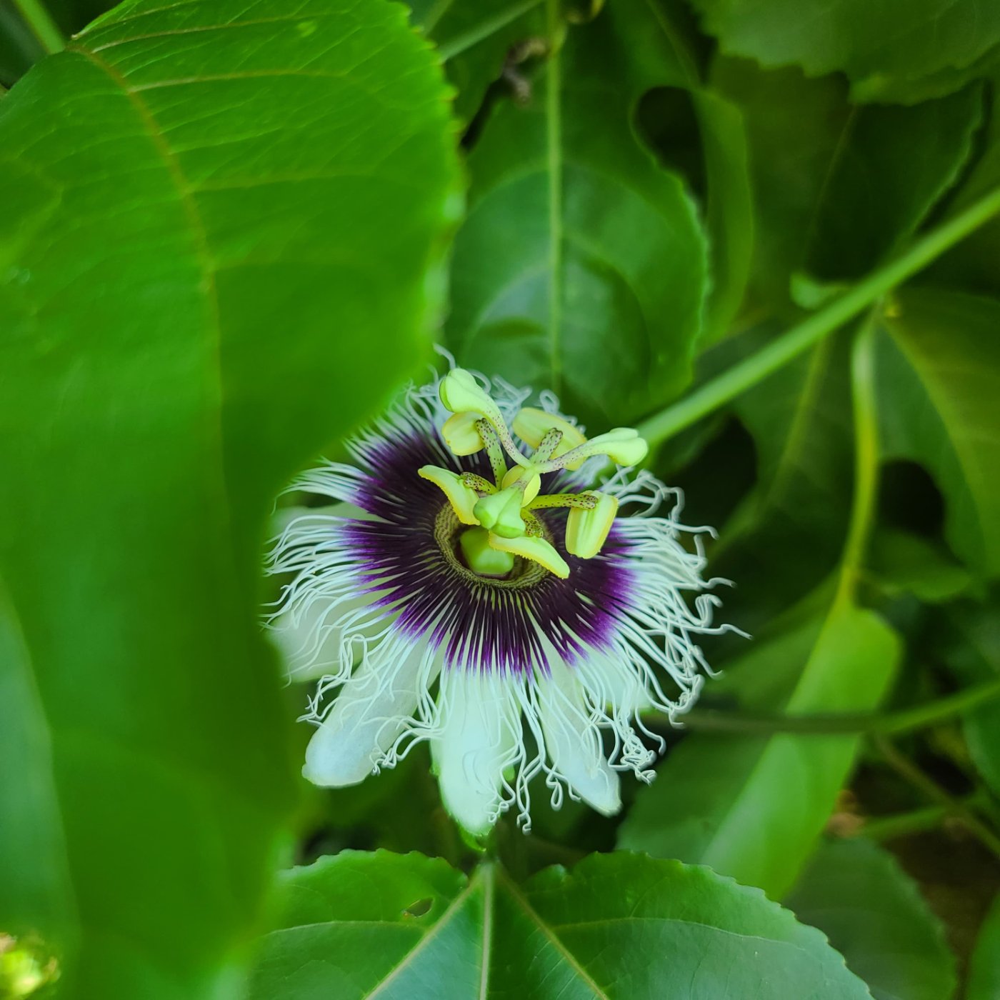 Flor de maracuyá o de grana china&nbsp;