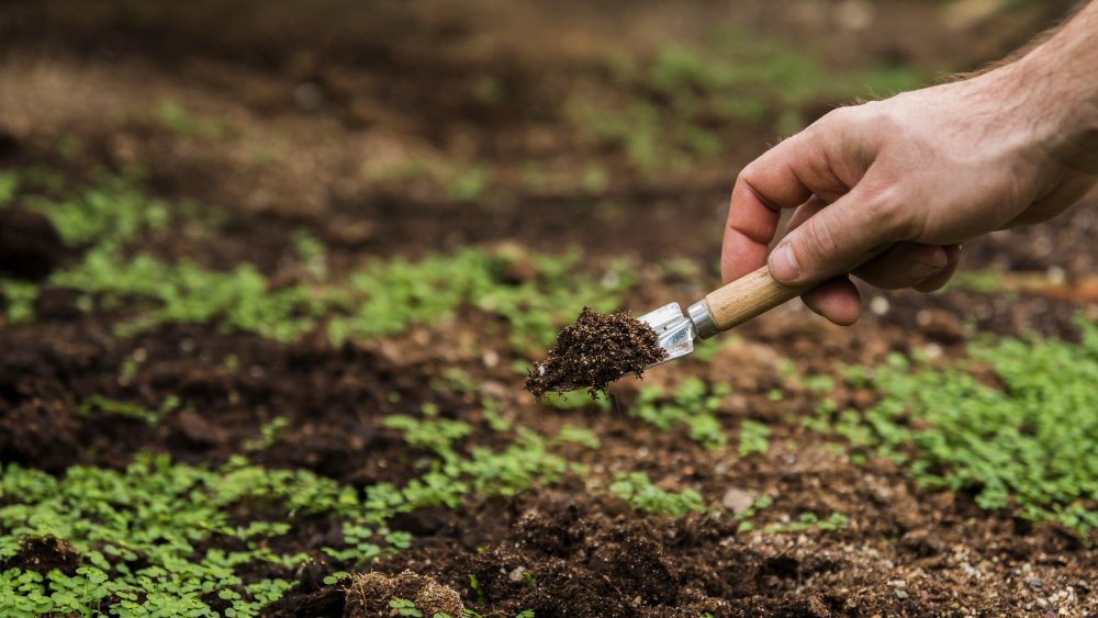 Tierra húmeda y plantas en crecimiento&nbsp;