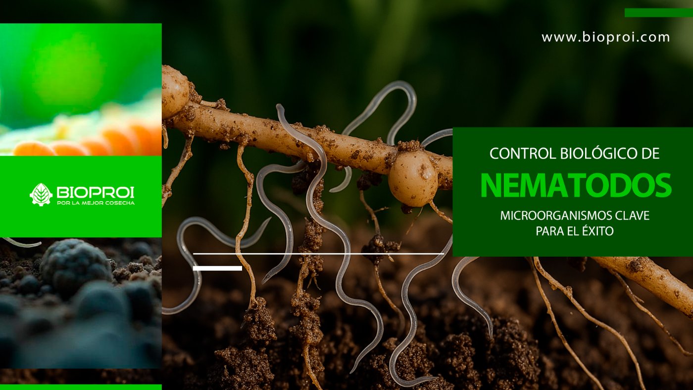 Nematodos en la raíz de una planta