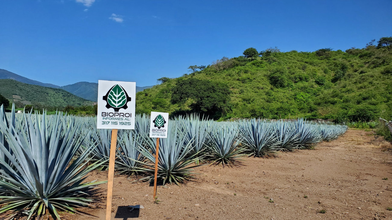 Predio de agave azul con letreros de Bioproi&nbsp;