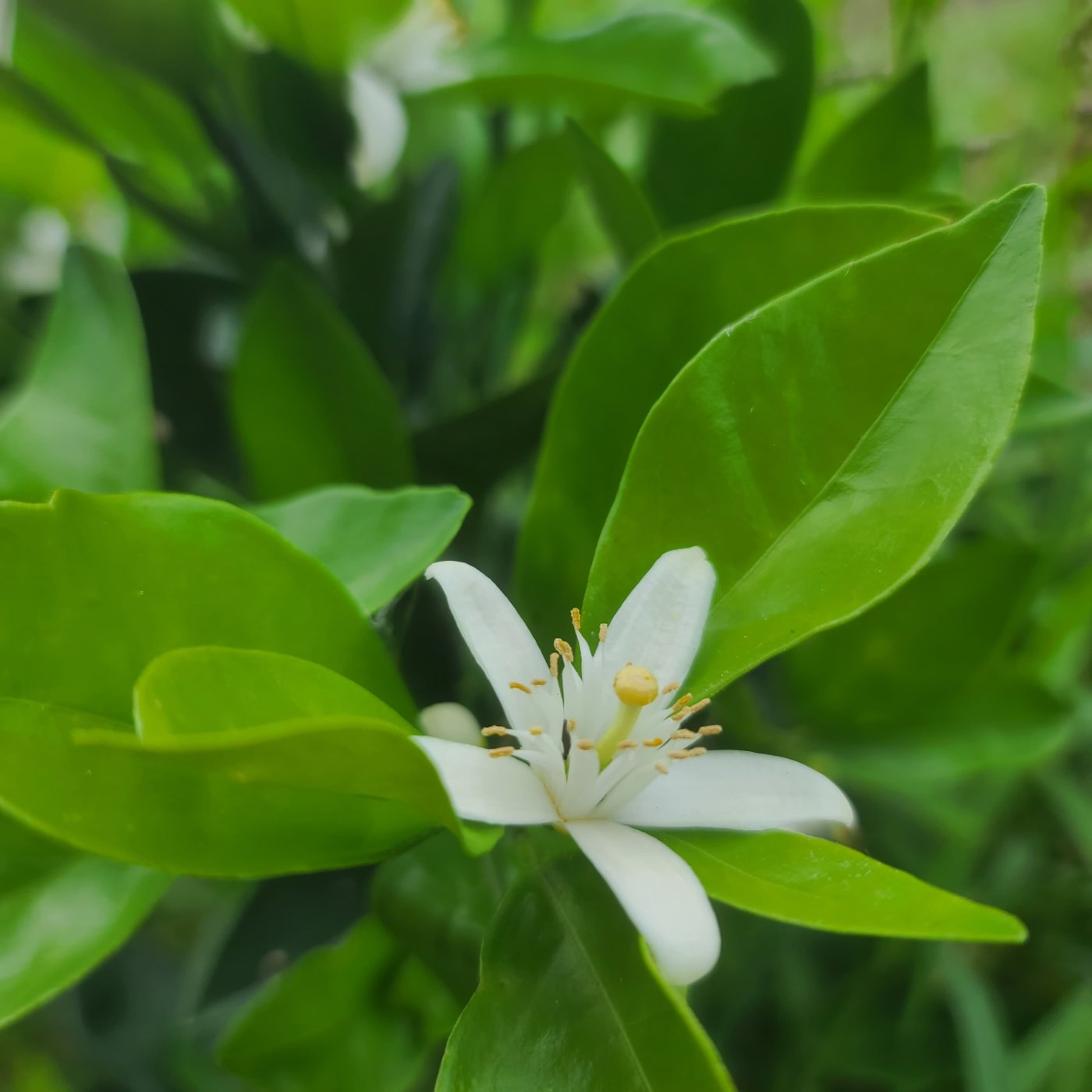 Flor de limón&nbsp;