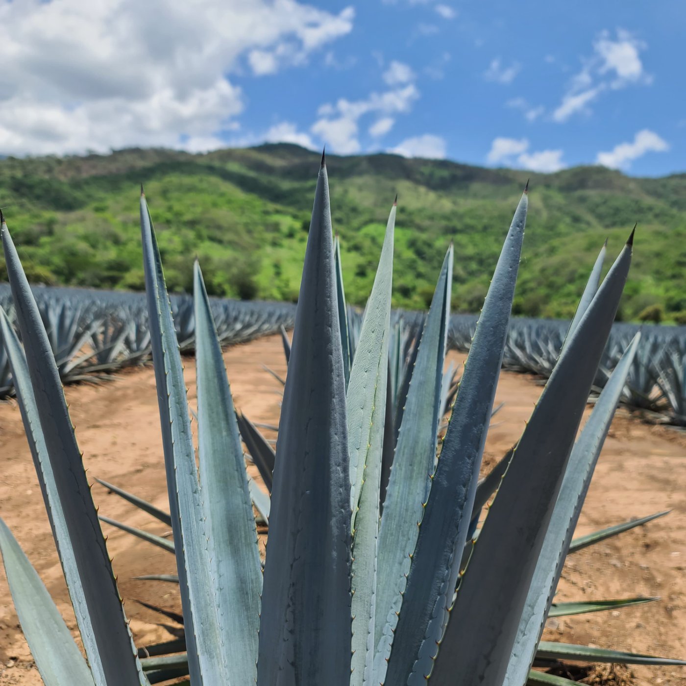 Agave azul&nbsp;