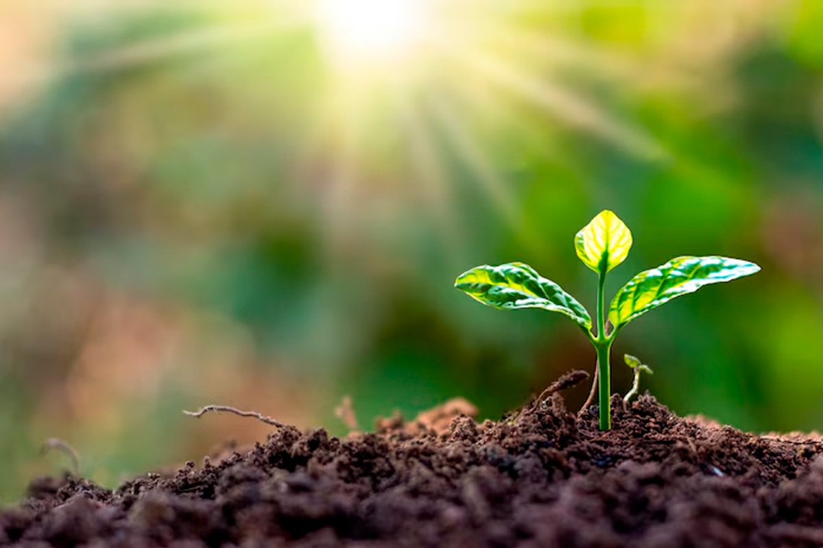 Tierra fértil, planta en crecimiento, rayos de sol.&nbsp;&nbsp;