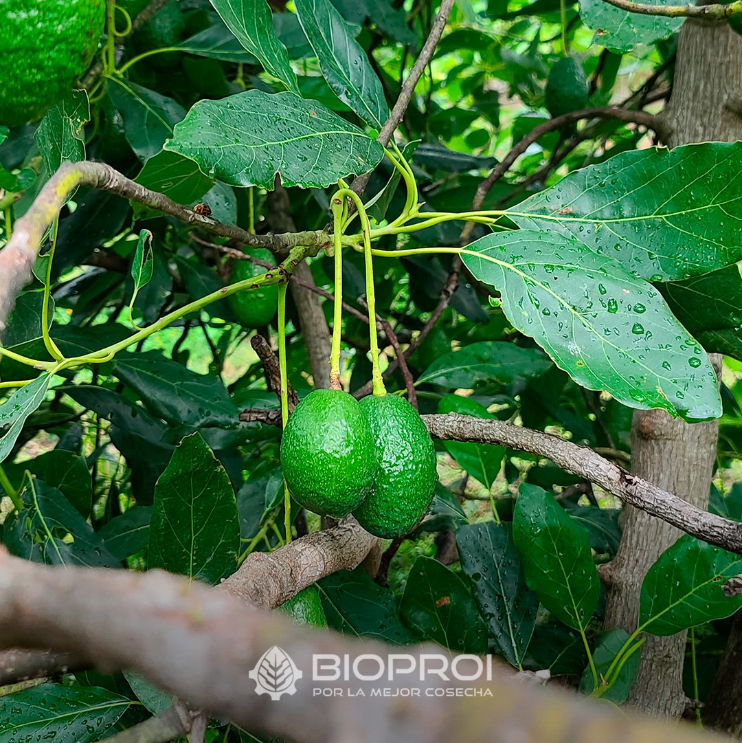 Aguacate con hojas mojadas de lluvia&nbsp;