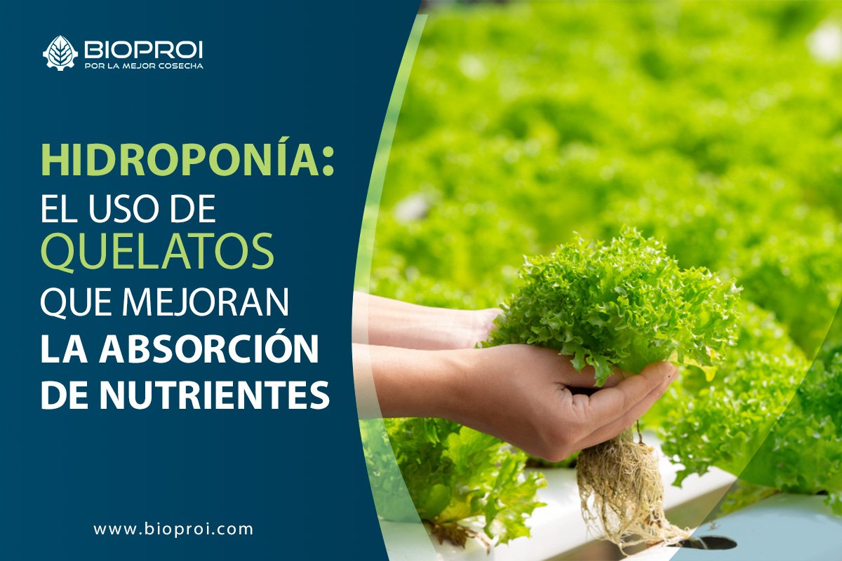 Lechuga en hidroponías 