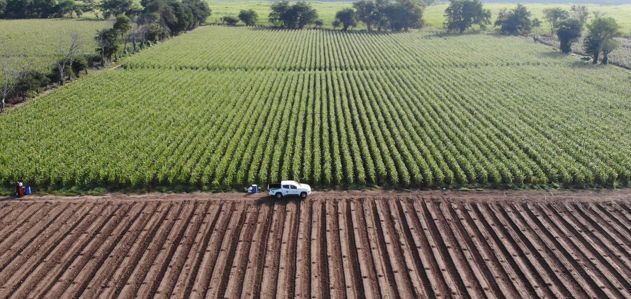 Campo de maíz, toma aérea&nbsp;