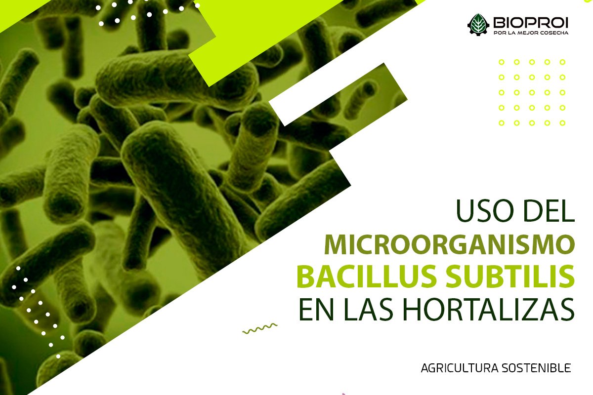 Microorganismo bacillus subtilis 