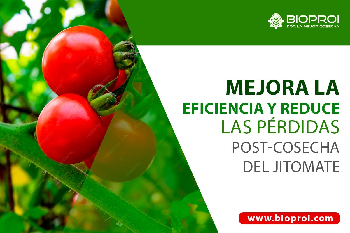 cultivo de jitomate en etapa de cosecha 