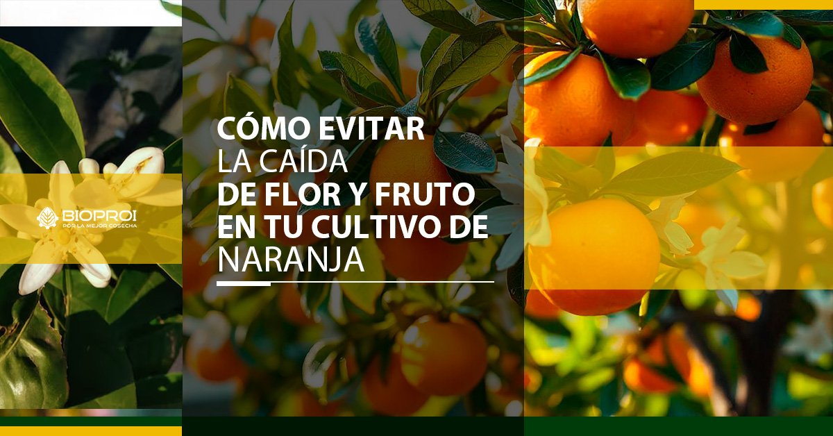 Naranja, flor y fruto