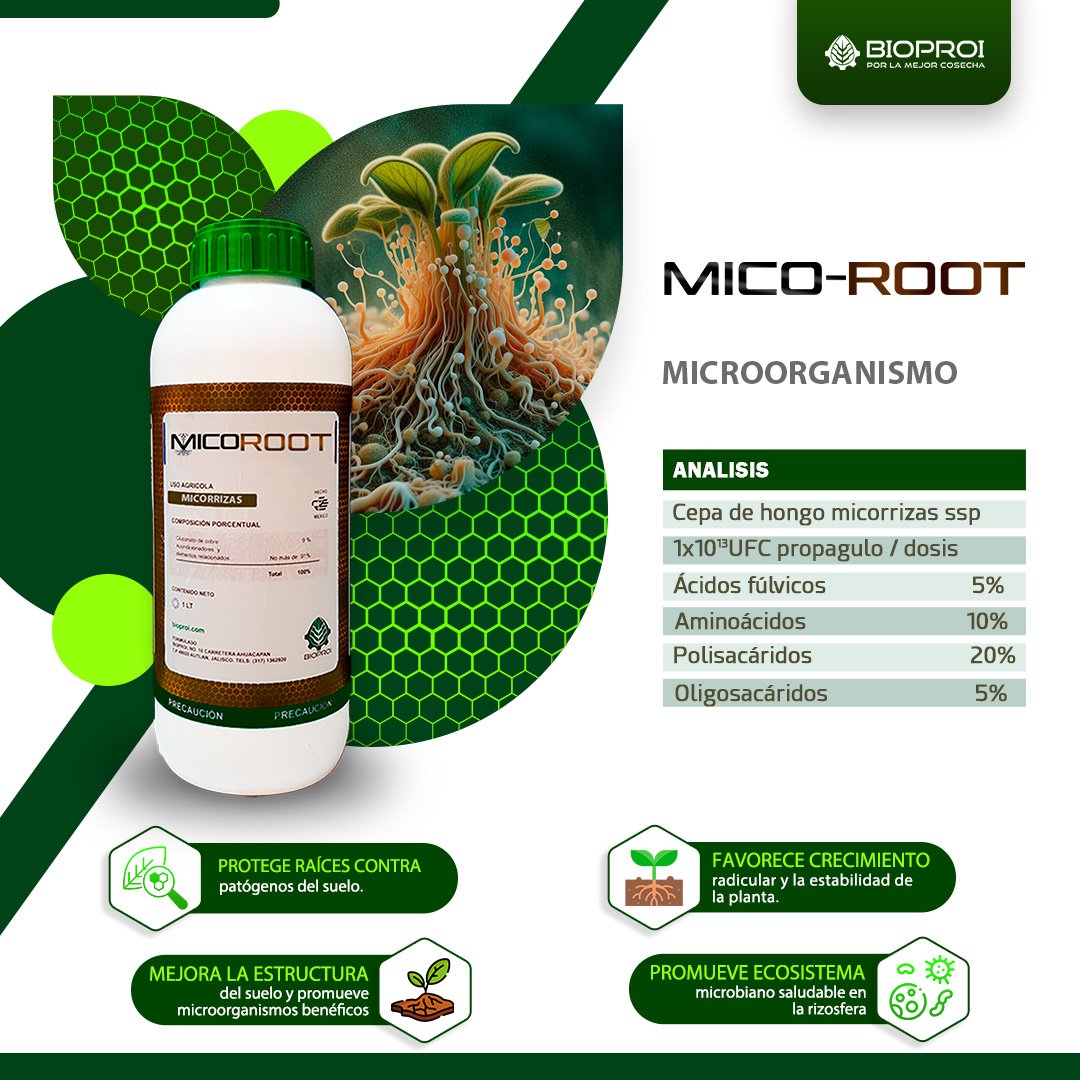 microorganismos micorrizas 