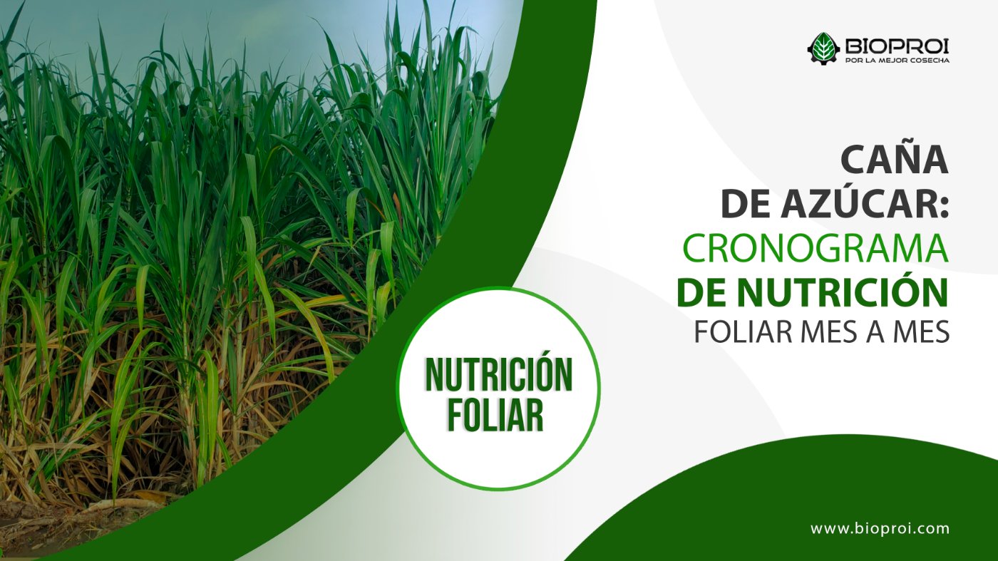 Foliar de nutrición para caña de azúcar