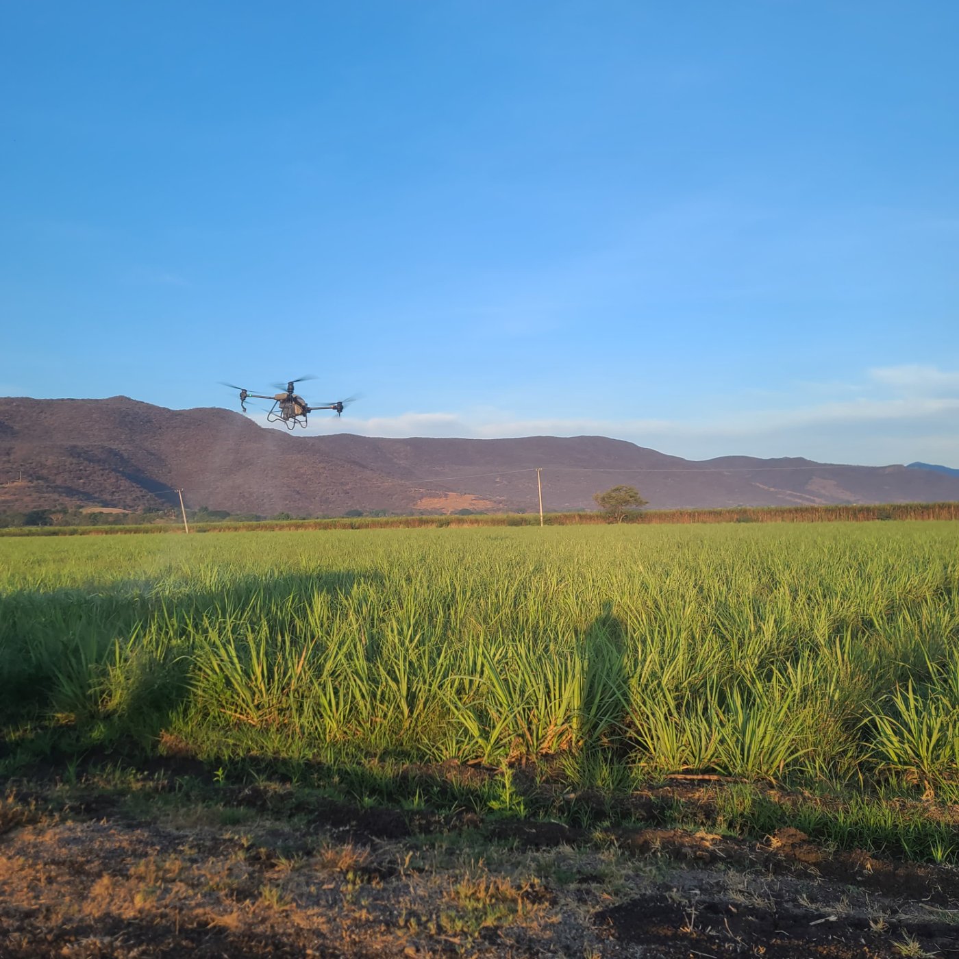 Dron agrícola, operando en un cultivo de caña de azúcar
