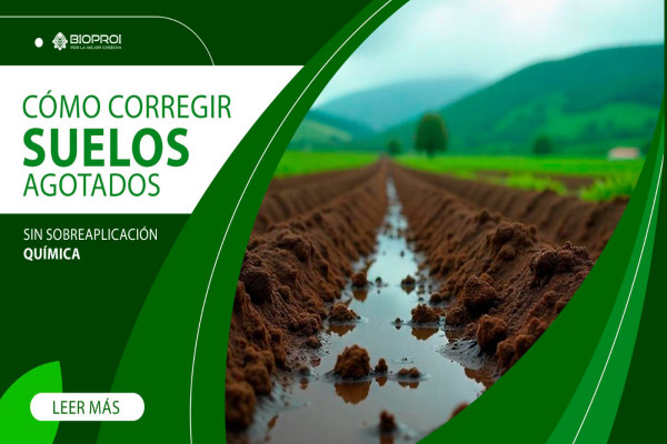 suelos sanos en predio de maíz 