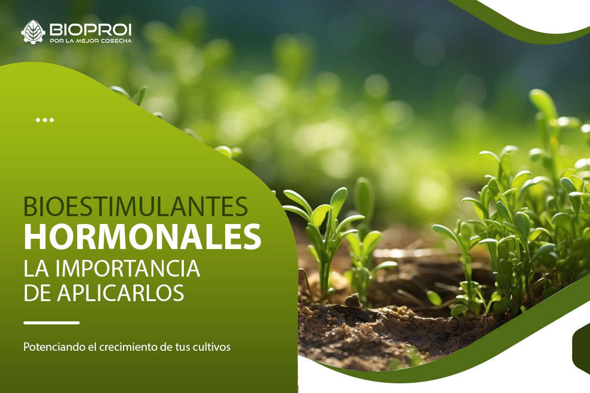 plantas en crecimiento 